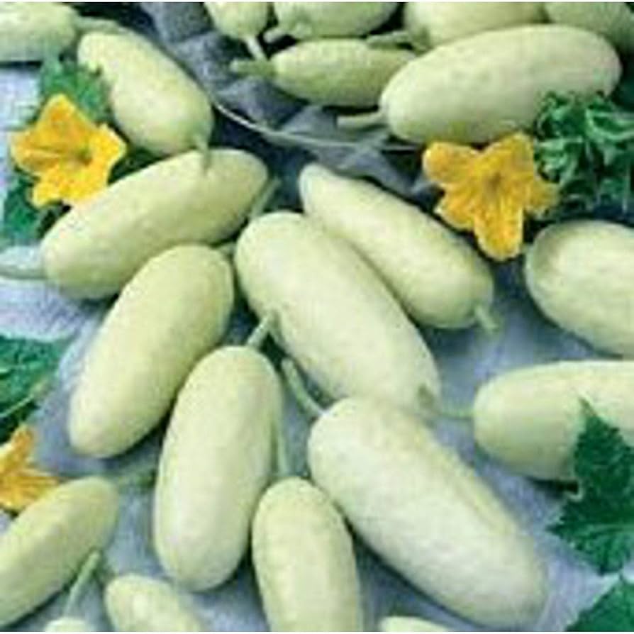 White (cucumber Cucumis sativus heirloom miniature vegetable) for planting in garden